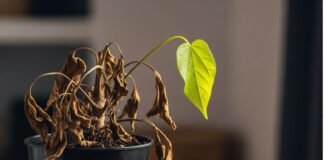 Inspiring Growth Mindset Stories That Will Motivate You Growth in Progress: Imperfect & Real Life